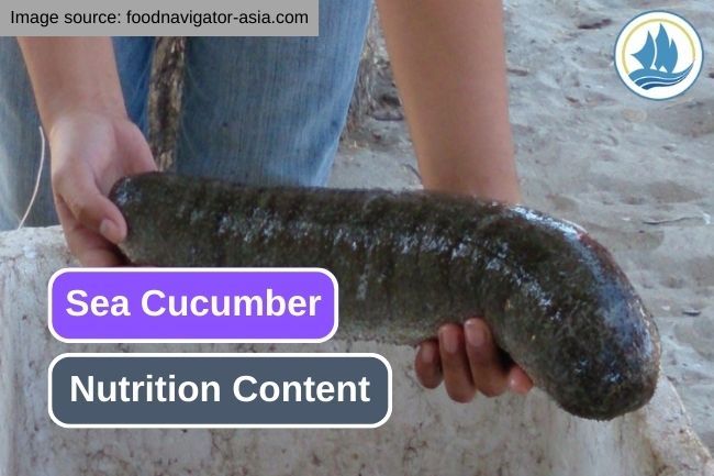 Here Are Some Essential Nutrition from Sea Cucumber 